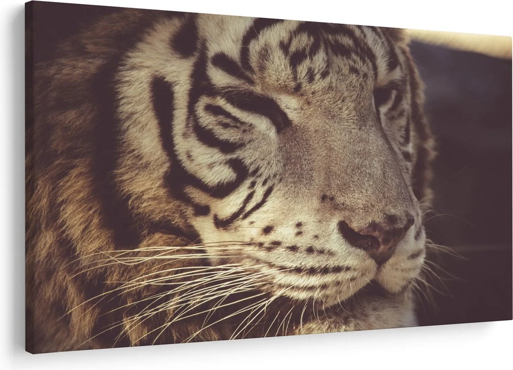 Obraz tigra (90x60 cm)
