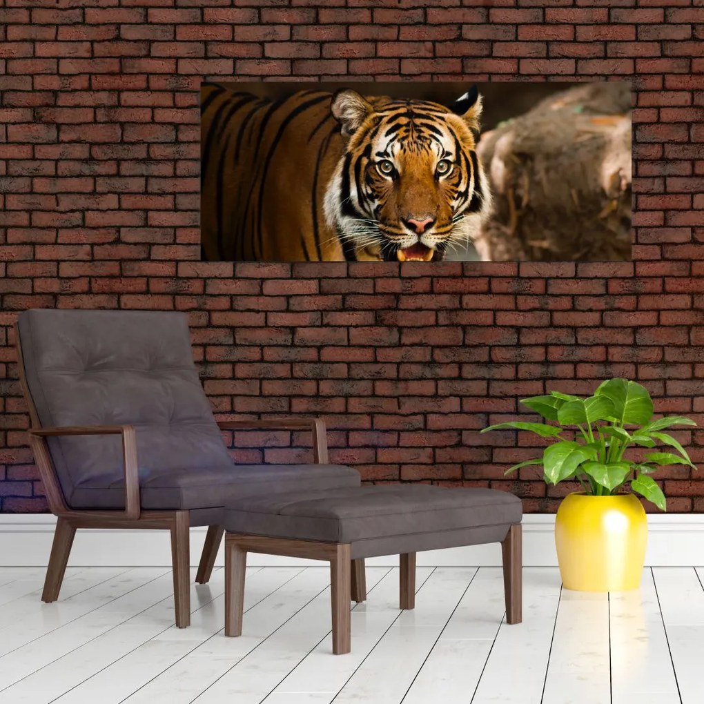 Obraz tigra (120x50 cm)