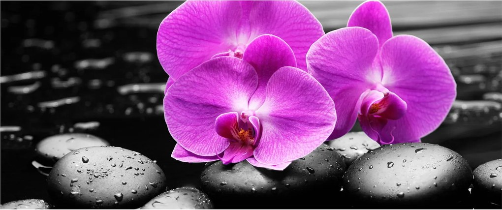Obraz - Fialové orchidey (120x50 cm)