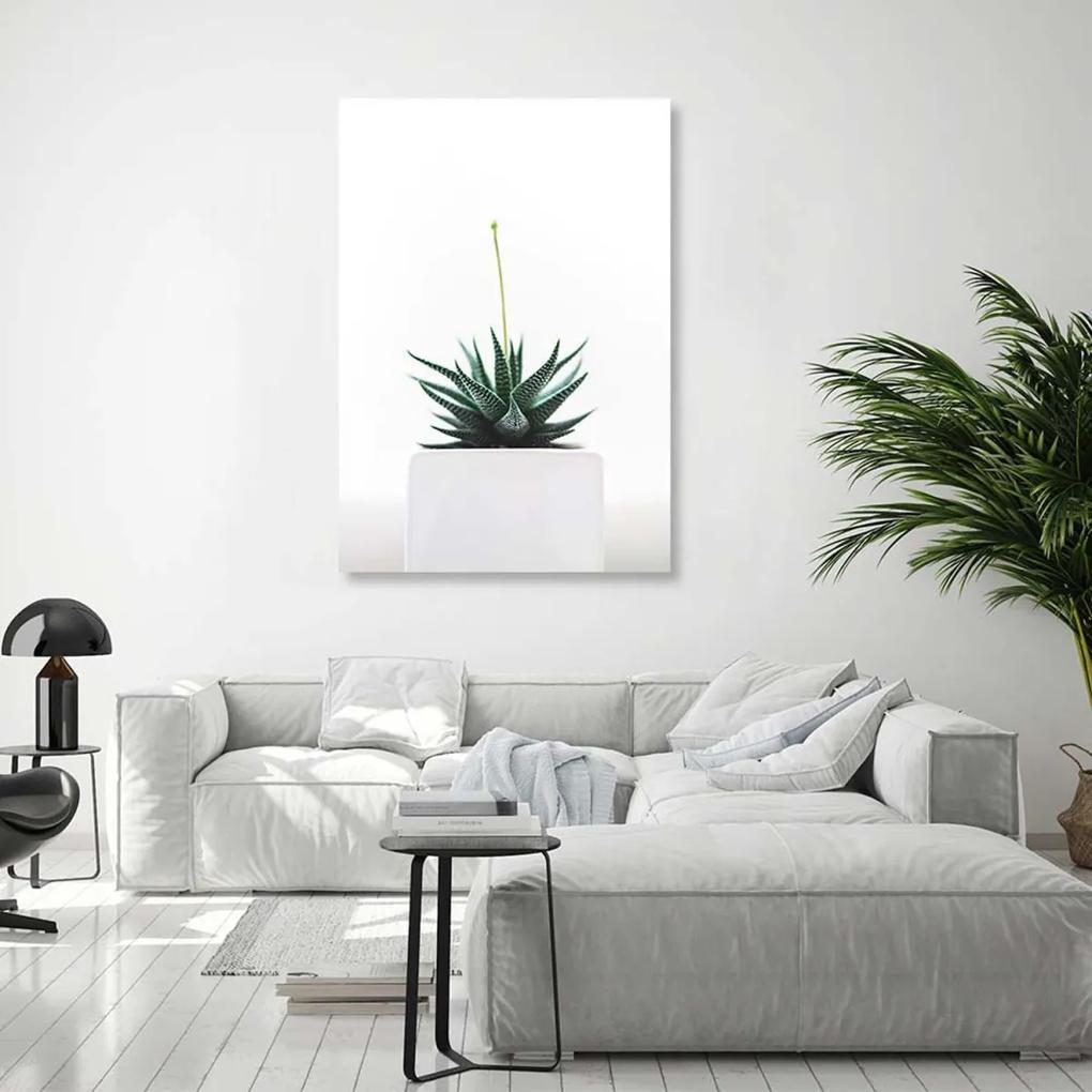 Obraz na plátně Zátiší Rostliny Příroda - 70x100 cm