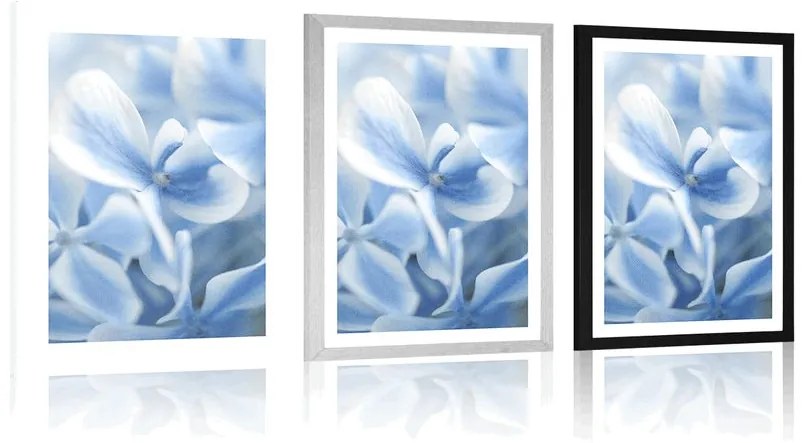 Plagát s paspartou modro-biele kvety hortenzie - 40x60 black