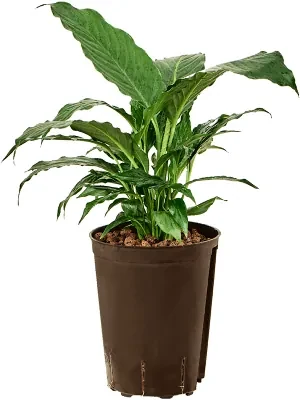 Spathiphyllum Hybriden bez kvetov 15/19 v.40 cm