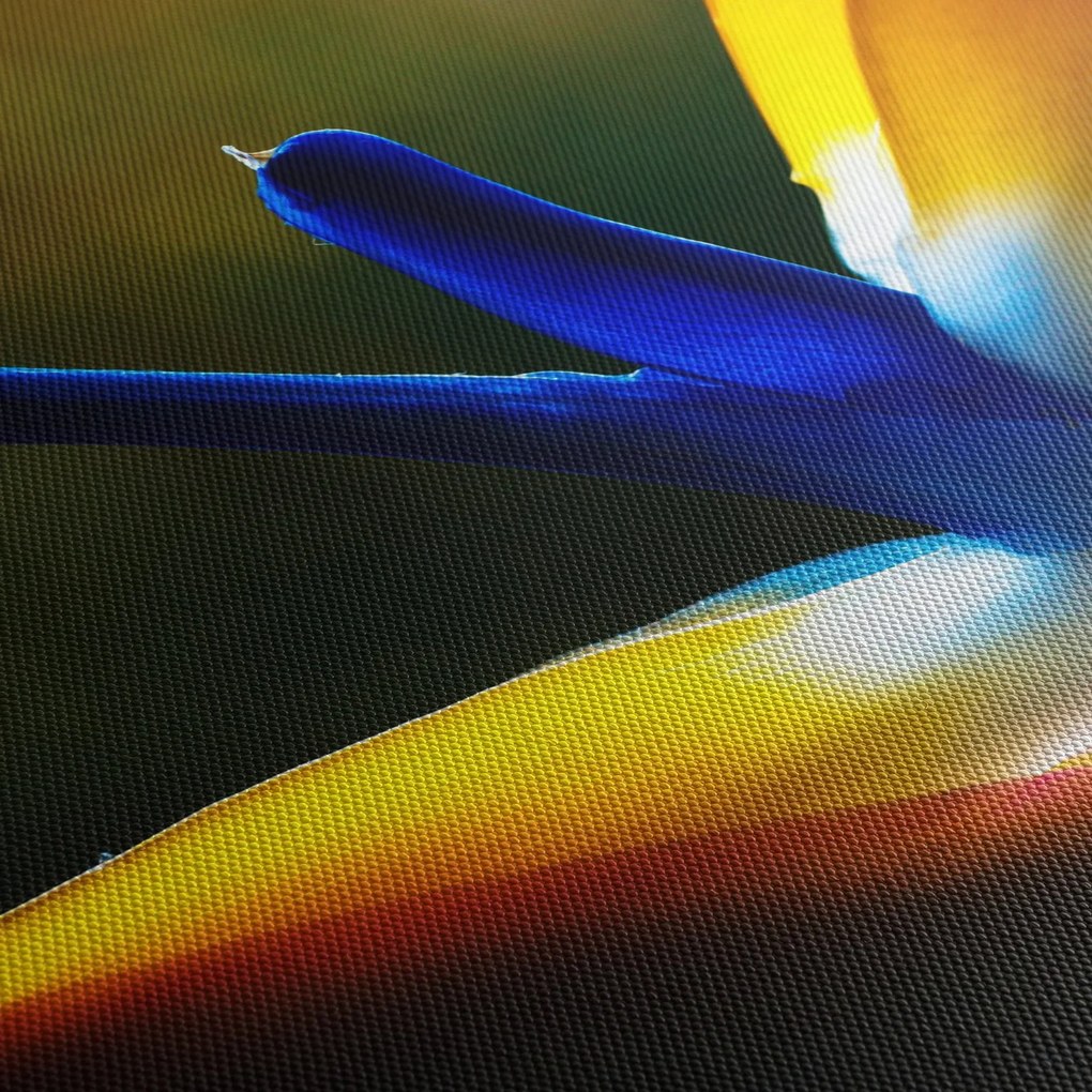 Obraz - Exotický kvet (90x60 cm)