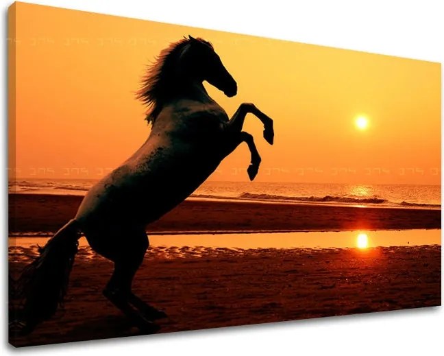 Obraz na stenu ZVIERATÁ ZV026E11