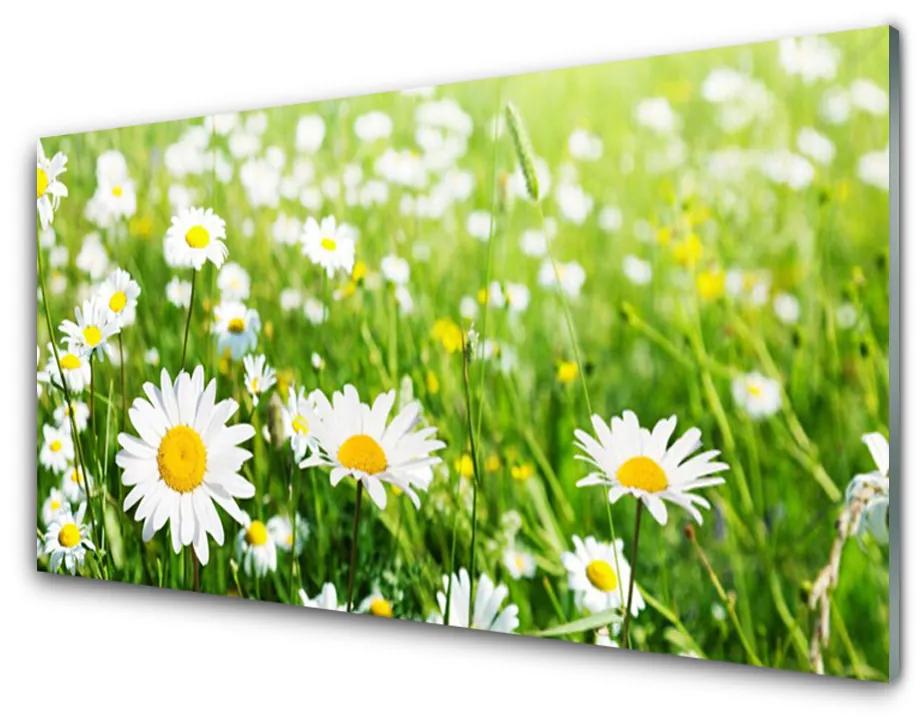 Obraz na akrylátovom skle Sedmokráska kvet rastlina 100x50 cm