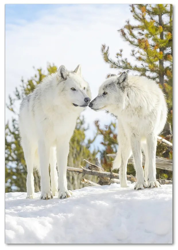 Foto obraz akrylové sklo Dva bieli vlci pl-oa-70x100-f-121943194