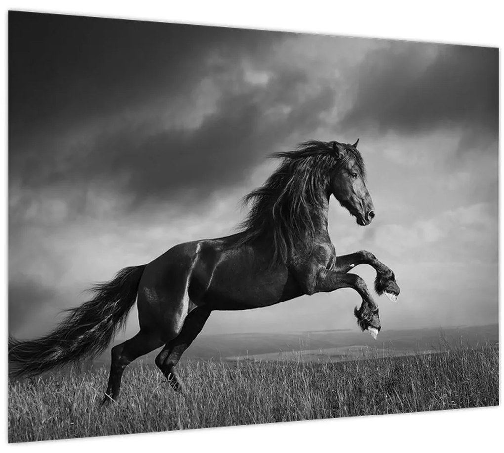 Obraz - Kôň čiernobiely (70x50 cm)