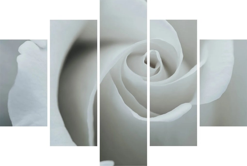Obraz - Biela ruža (150x105 cm)