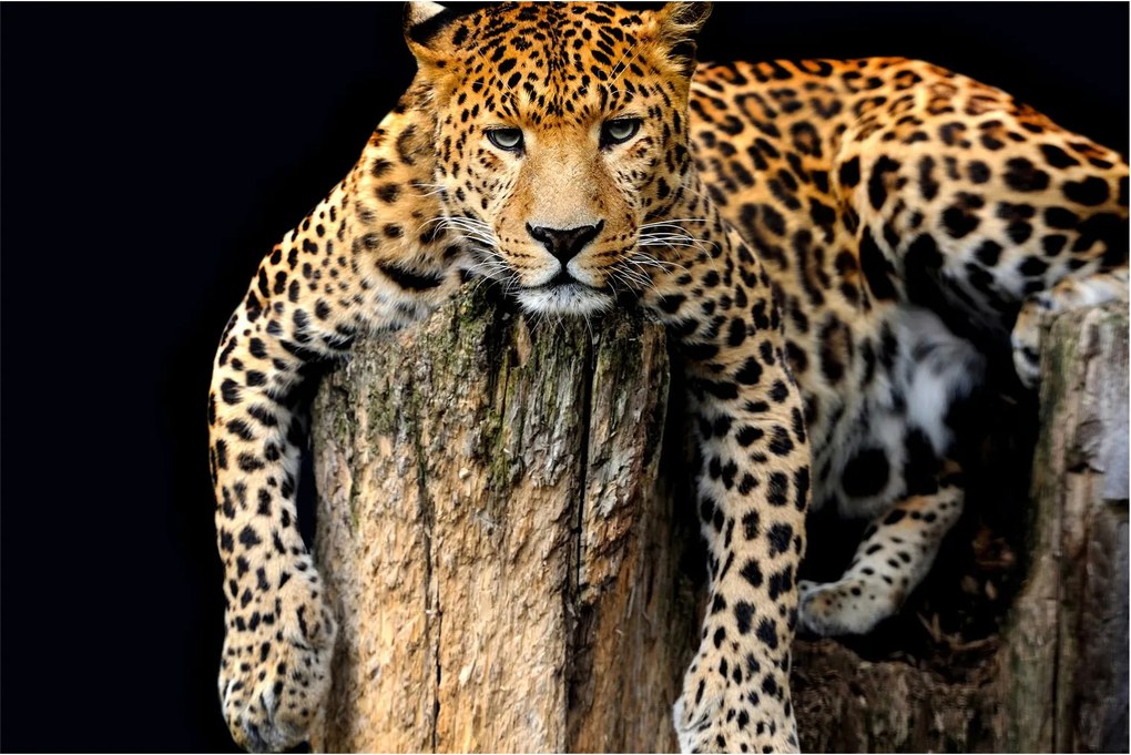 Obraz - Gepard (90x60 cm)