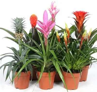 Bromelia 12x45 cm