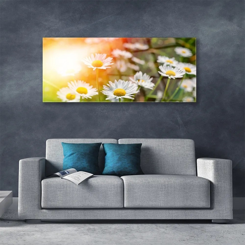 Obraz plexi Sedmokrásky kvety lúče 125x50 cm