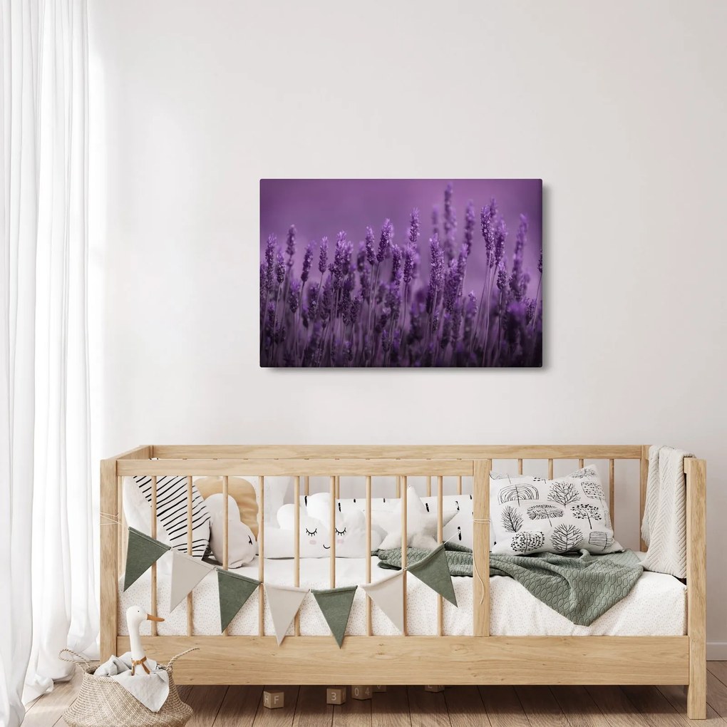 Obraz - Levanduľa (90x60 cm)