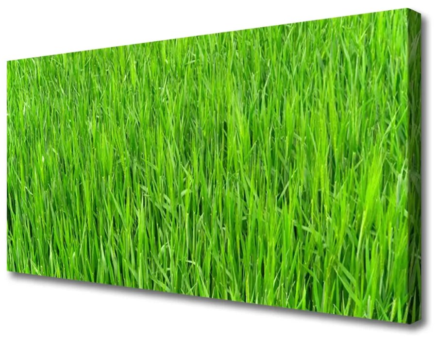 Obraz Canvas Zelená tráva príroda trávnik 120x60 cm