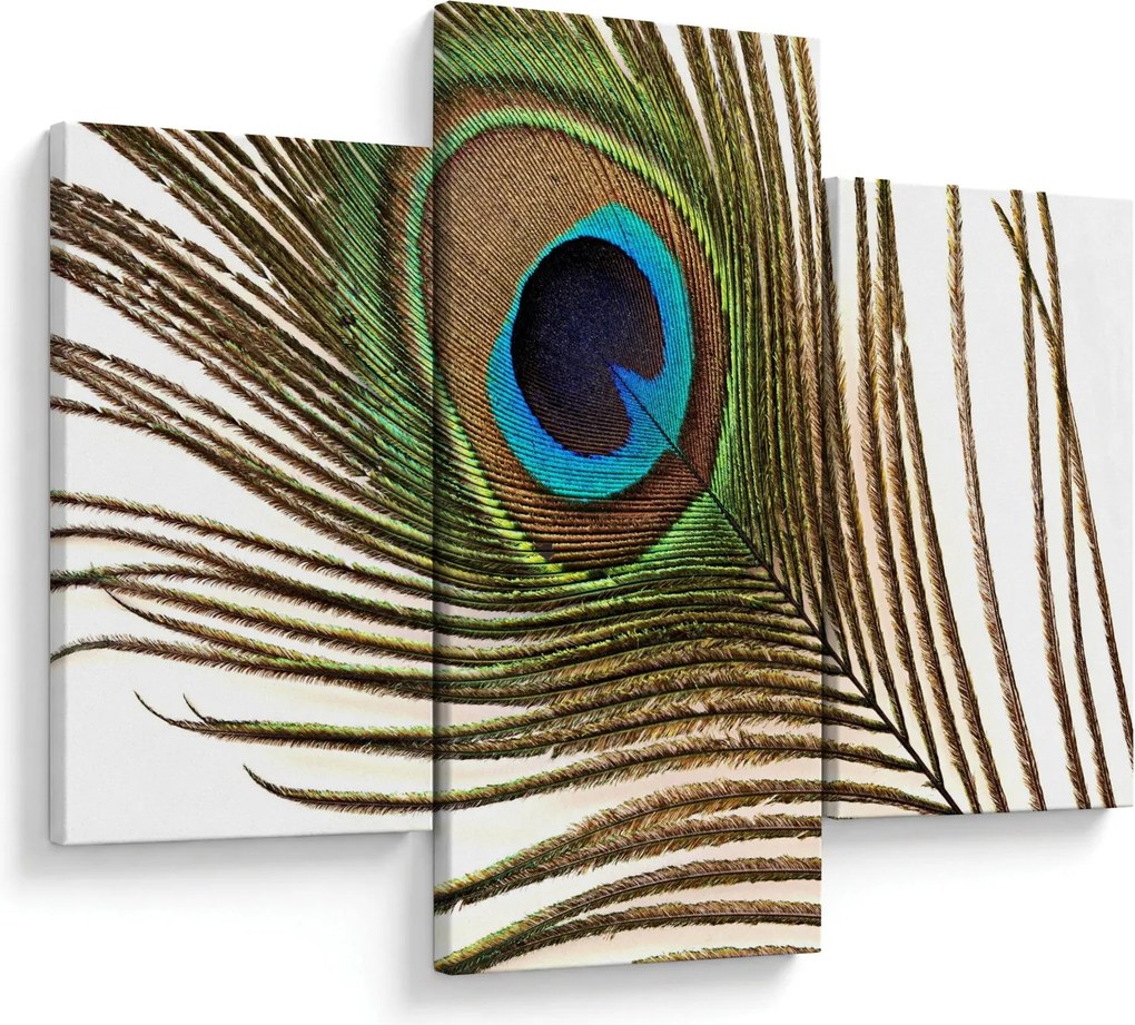Obraz pávieho peria (90x60 cm)