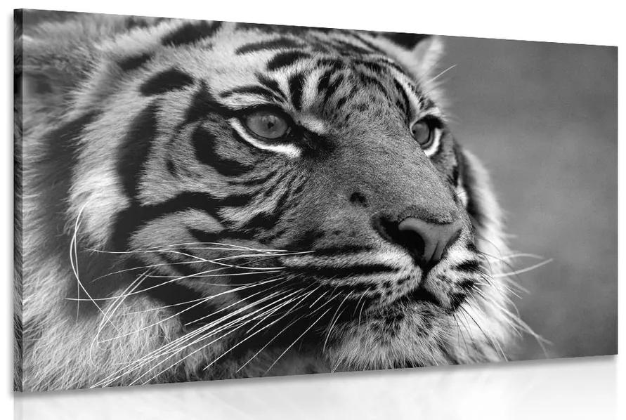 Obraz bengálsky tiger v čiernobielom prevedení Varianta: 120x80