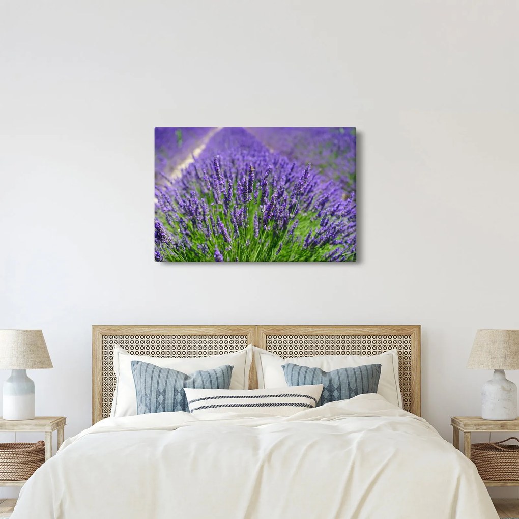 Obraz - levanduľa (90x60 cm)
