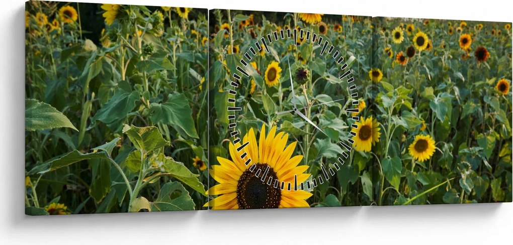 Obraz - Slnečnicové pole II. (s hodinami) (90x30 cm)
