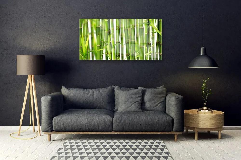 Skleneny obraz Bambusové výhonky listy bambus 140x70 cm