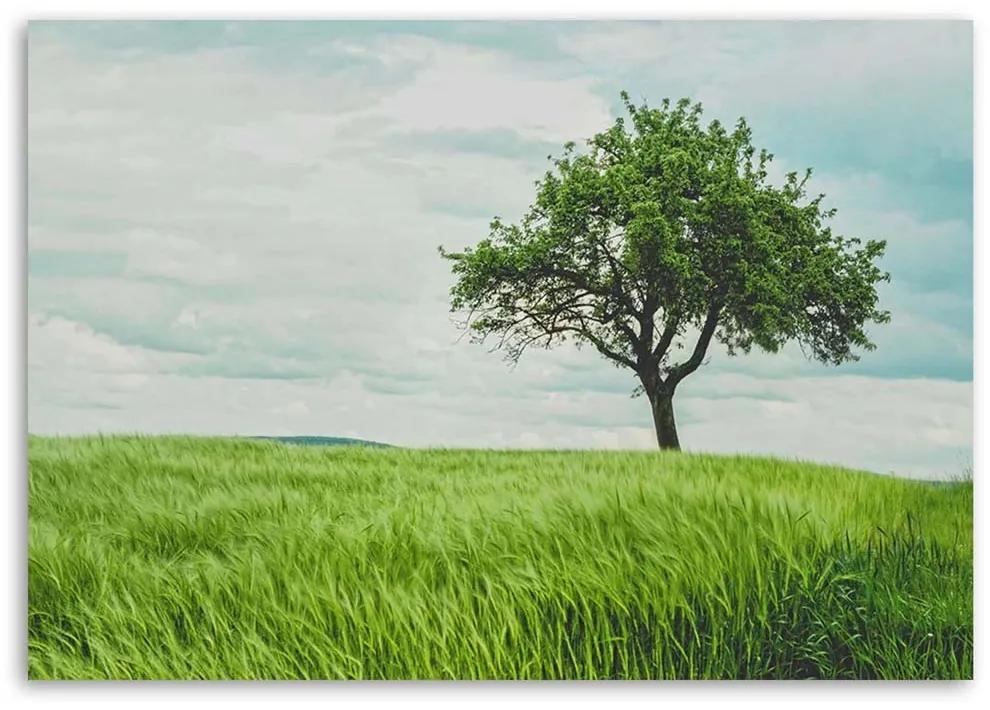 Obraz na plátně Zelený strom Krajina Příroda - 100x70 cm
