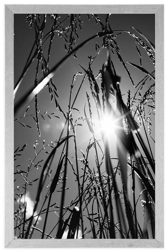 Plagát poľná tráva v čiernobielom prevedení - 60x90 silver