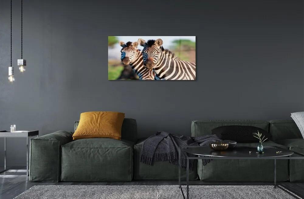 Sklenený obraz zebra 100x50 cm