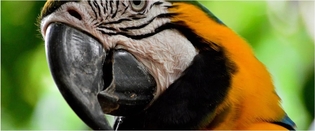 Obraz papagája (120x50 cm)
