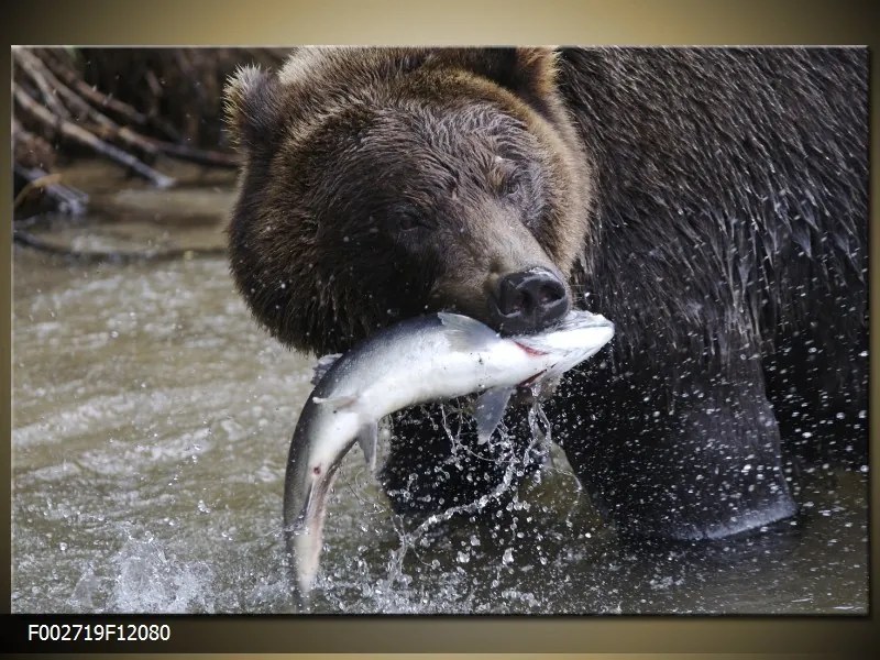 Obraz na plátne Loviaci medveď, Obdĺžnik 120x80cm 87,92 €