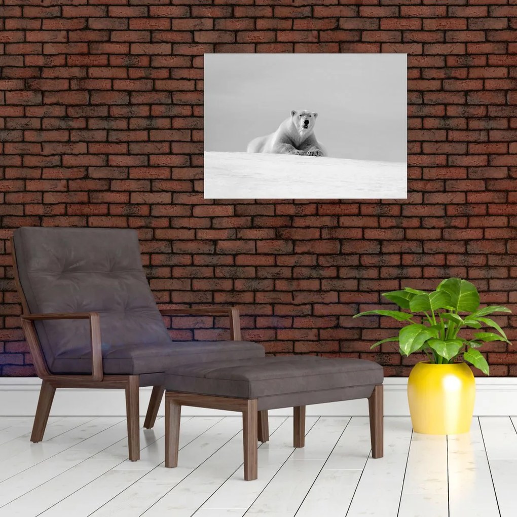 Obraz - Ľadový medveď (70x50 cm)
