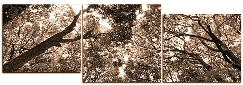 Obraz na plátne - Zelené stromy v lese - panoráma 5194FD (150x50 cm)
