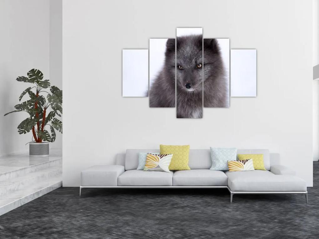 Obraz snežné líšky (150x105 cm)