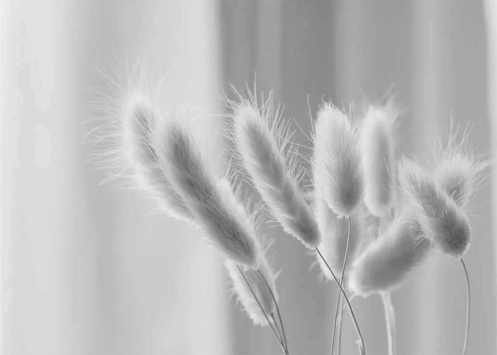 Sklenený obraz - Bunny tail grass (70x50 cm)