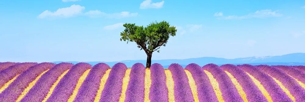 Obraz provensálske levanduľové pole Varianta: 120x40