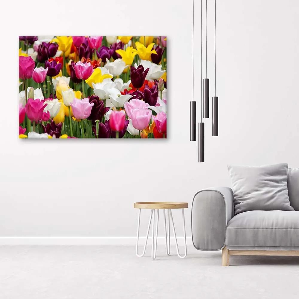 Gario Obraz na plátne Lúka plná tulipánov Rozmery: 60 x 40 cm