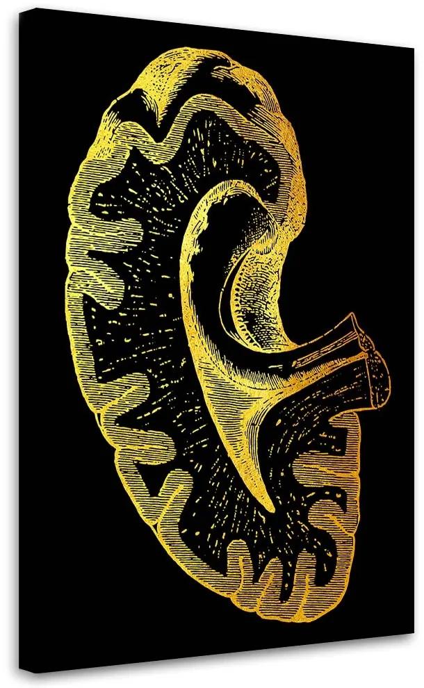 Gario Obraz na plátne Zlatá anatómia, obličky - Gab Fernando Rozmery: 40 x 60 cm