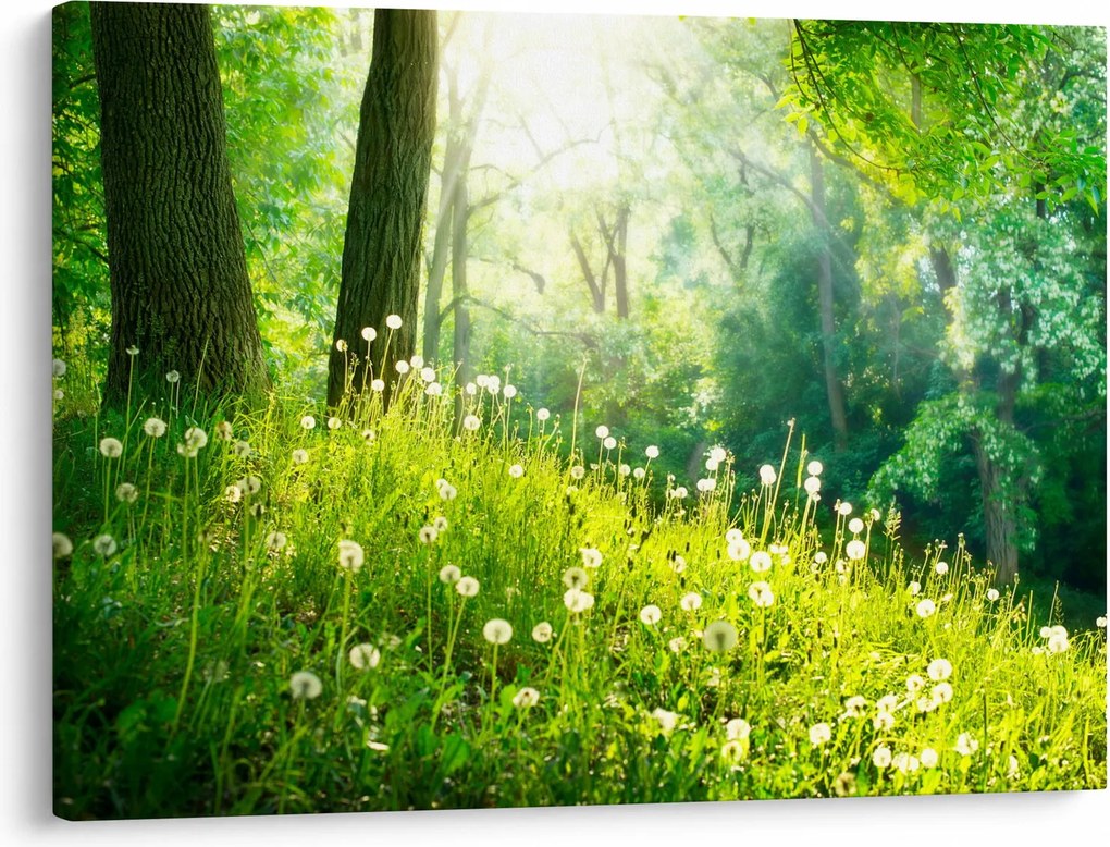 Obraz - Magická lúka plná púpav (70x50 cm)
