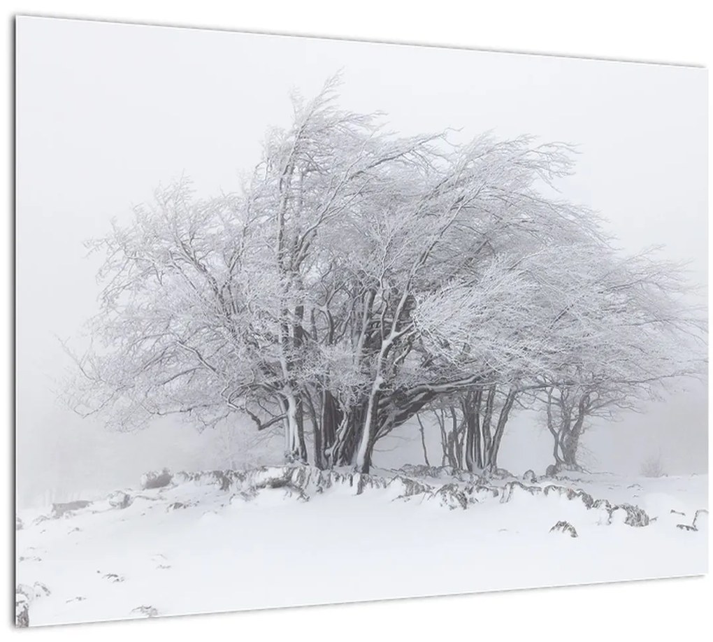 Obraz - Biela zima (70x50 cm)