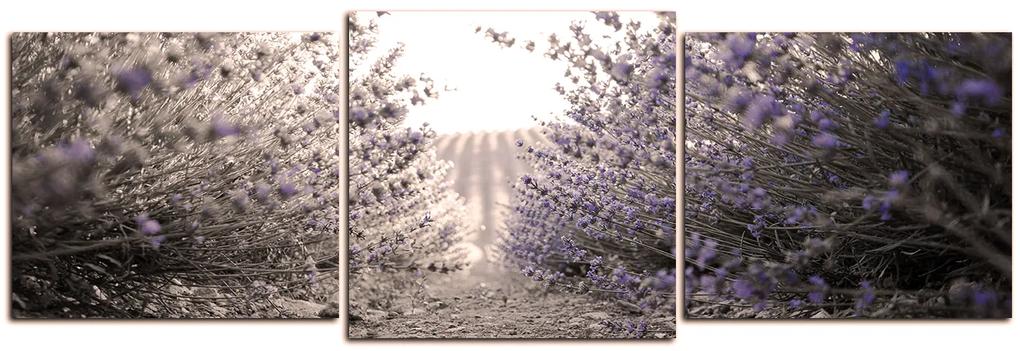 Obraz na plátne - Cestička medzi levanduľovými kríkmi - panoráma 566FD (90x30 cm)