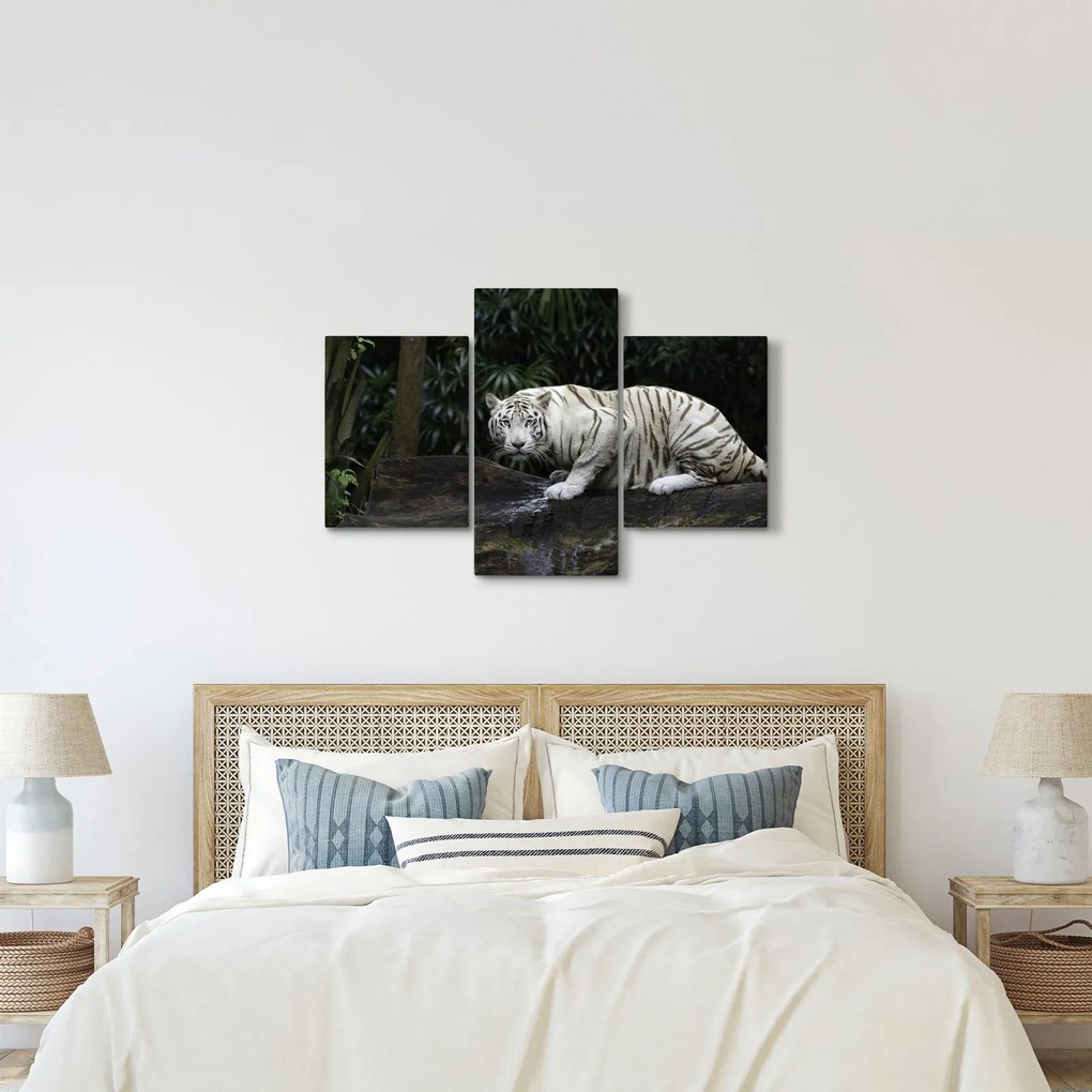 Obraz - Tiger albín (90x60 cm)