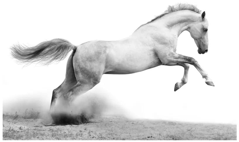 Artgeist Fototapeta - White gallop Veľkosť: 392x309, Verzia: Samolepiaca