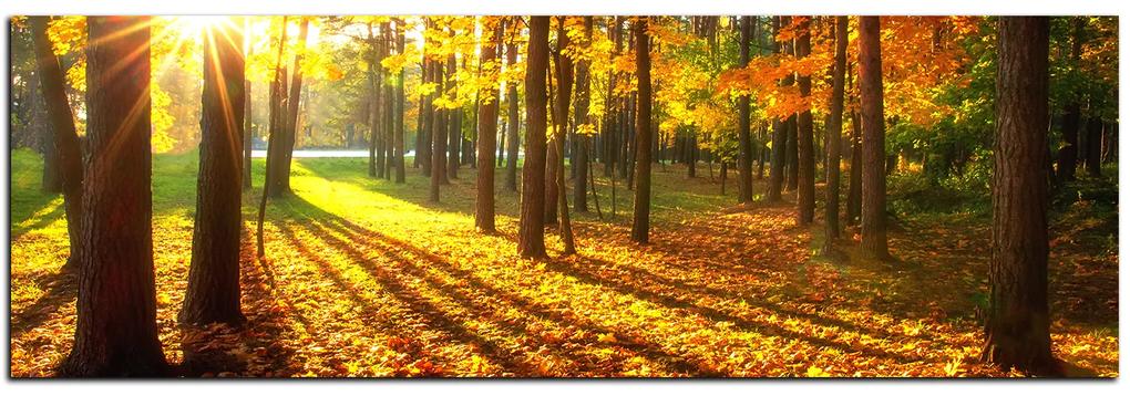 Obraz na plátne - Jesenný les - panoráma 5176A (120x45 cm)
