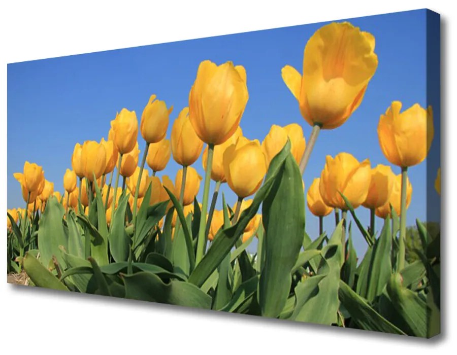 Obraz Canvas Tulipány kvety rastlina 100x50 cm