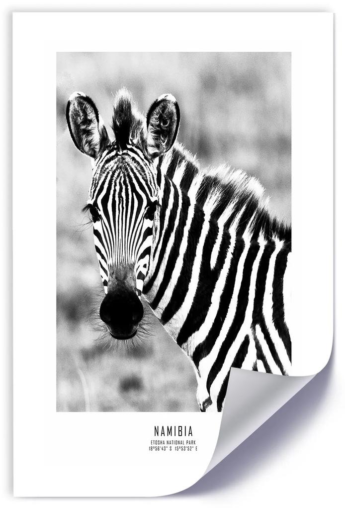 Gario Plagát Zvedavá zebra Farba rámu: Bez rámu, Rozmery: 40 x 60 cm