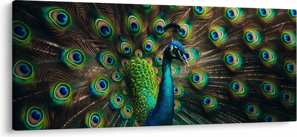 Obraz – Páv (120x50 cm)