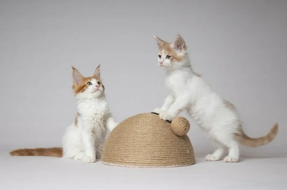 Flamingo Veda Škrabadlo pre mačky, 26 x 14 x 26 cm