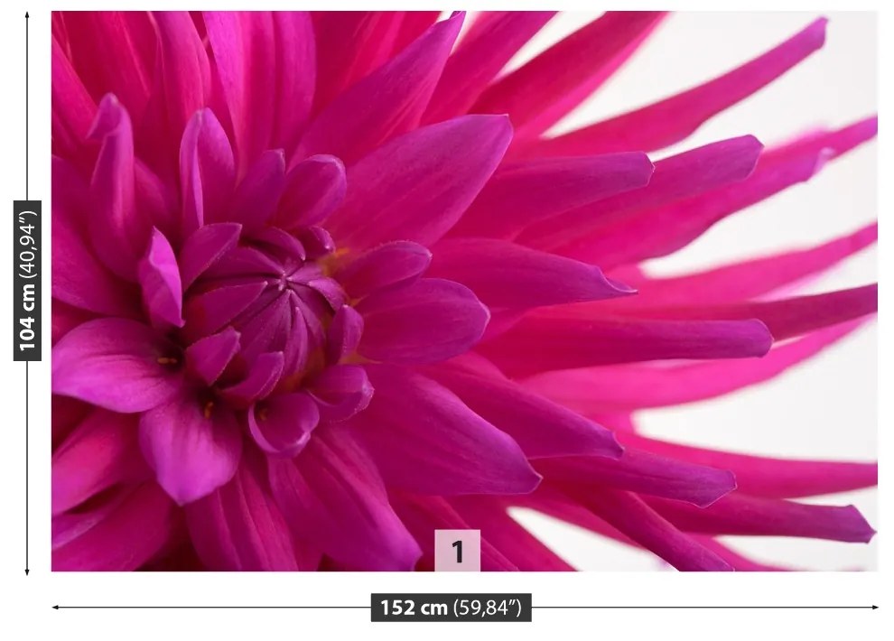 Fototapeta Vliesová Dahlia pink 104x70 cm