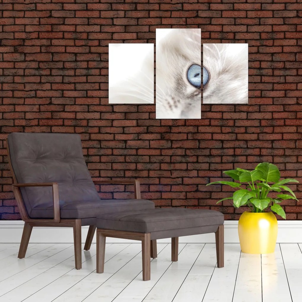 Obraz - Mačka s modrými očami (90x60 cm)