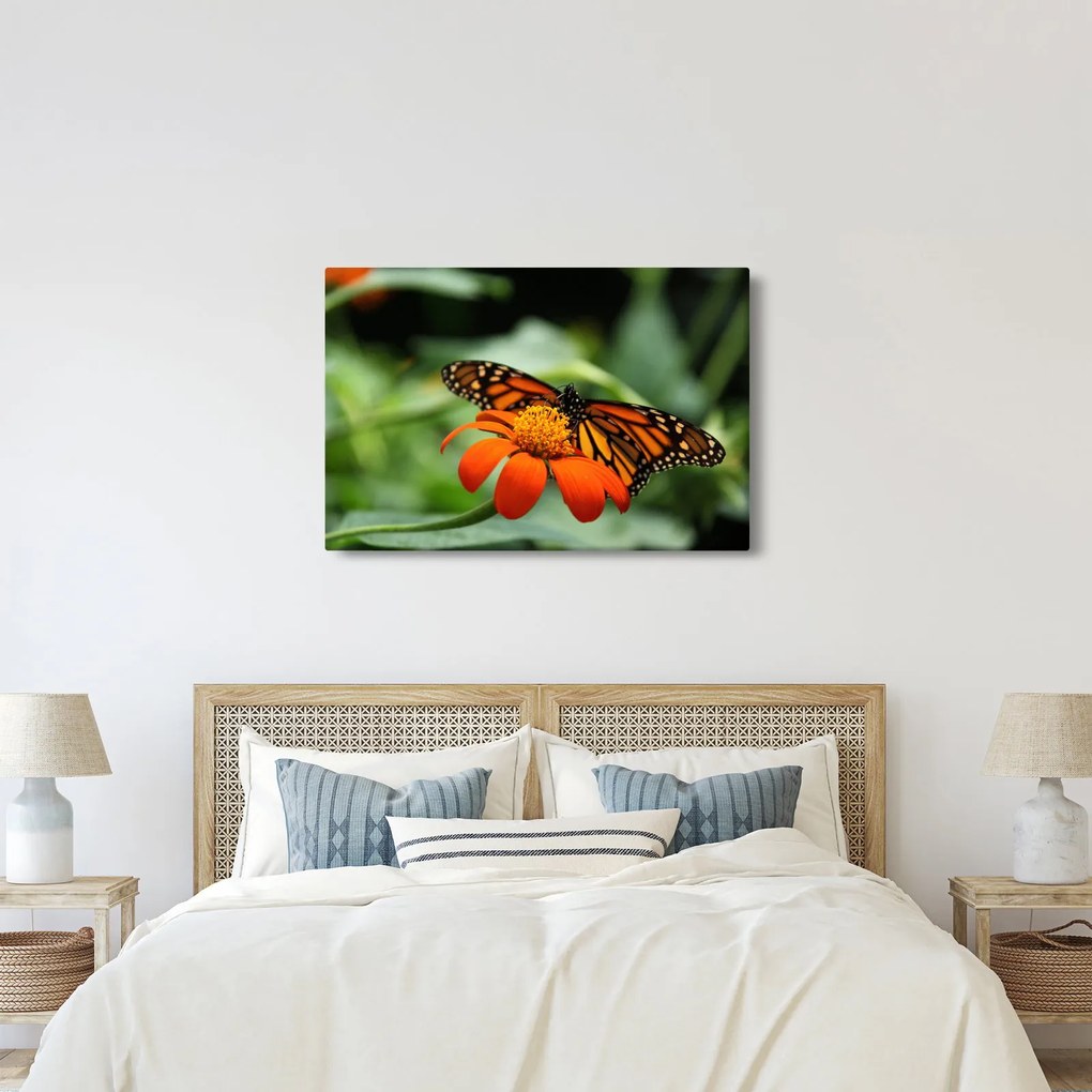 Obraz motýľa na kvetine (90x60 cm)