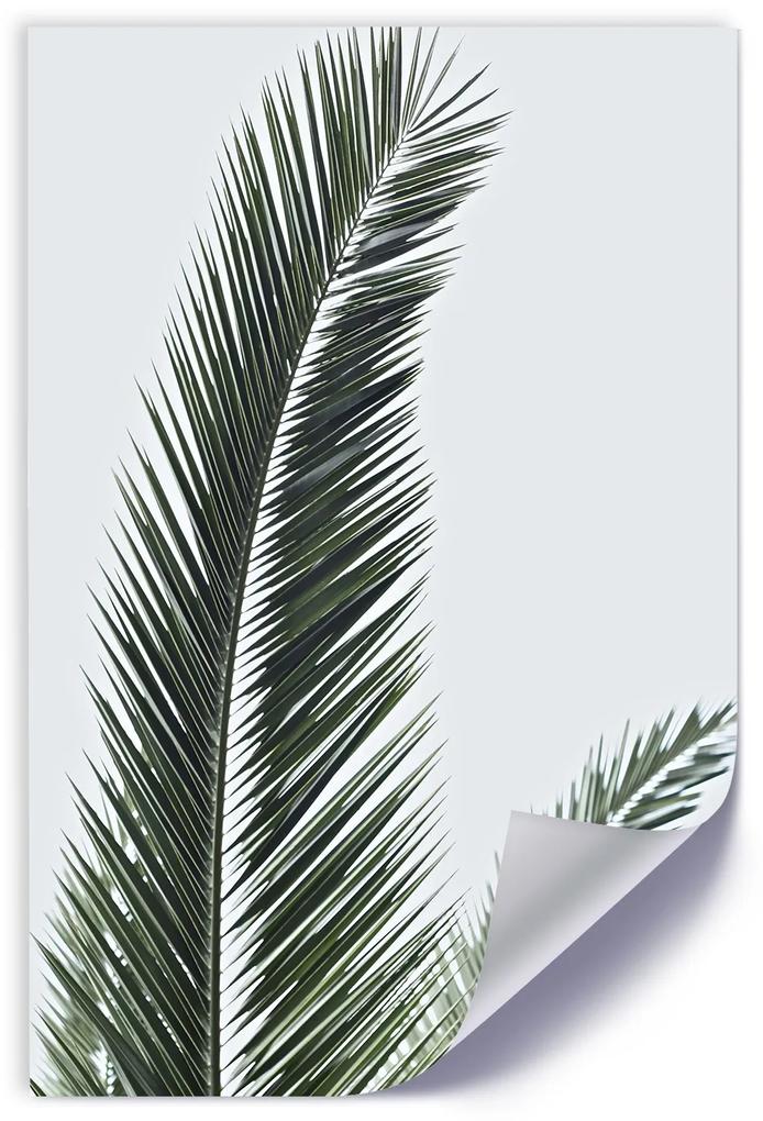 Gario Plagát Detailný záber na palmové listy Farba rámu: Bez rámu, Rozmery: 40 x 60 cm