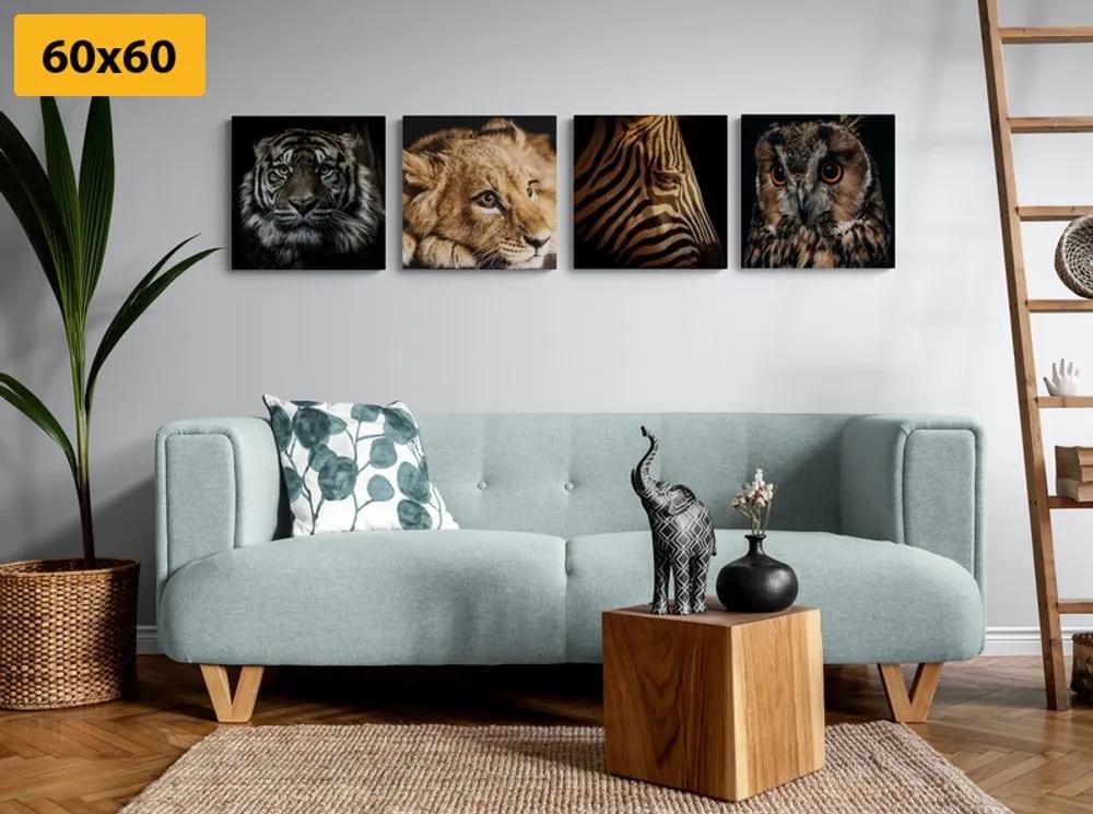 Set obrazov divoké zvieratá - 4x 60x60