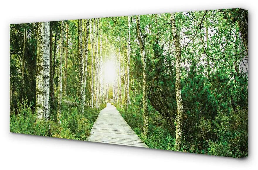 Obraz canvas Breza lesná cesta 120x60 cm
